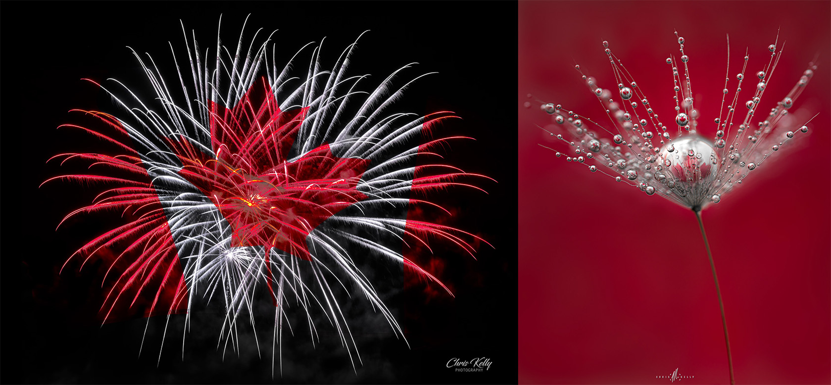 Canada Day Split image of fireworks: red and white bursts on black, and a macro dandelion seed head on red.
