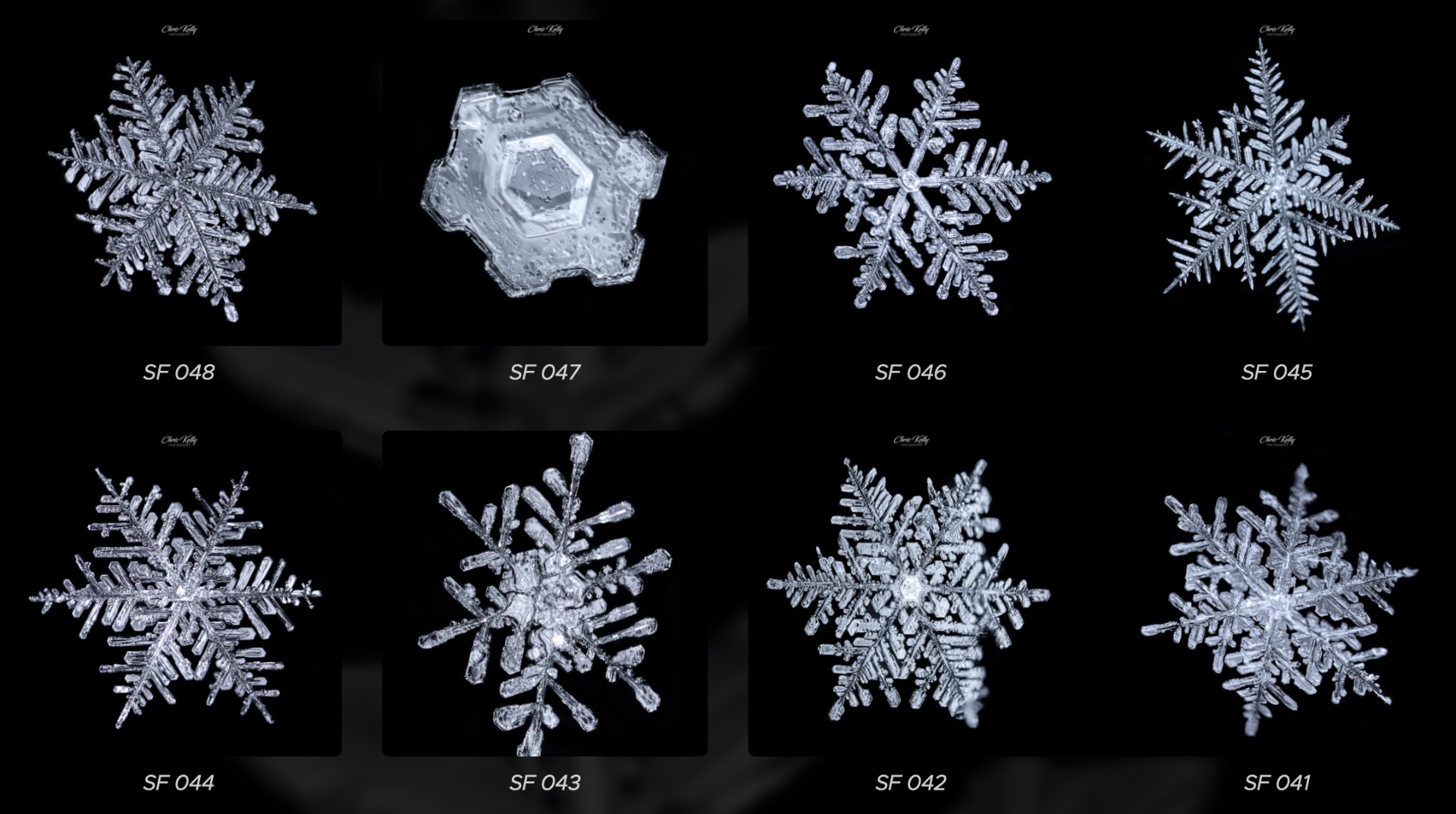 Six macro snowflake iamges displayed on black background,